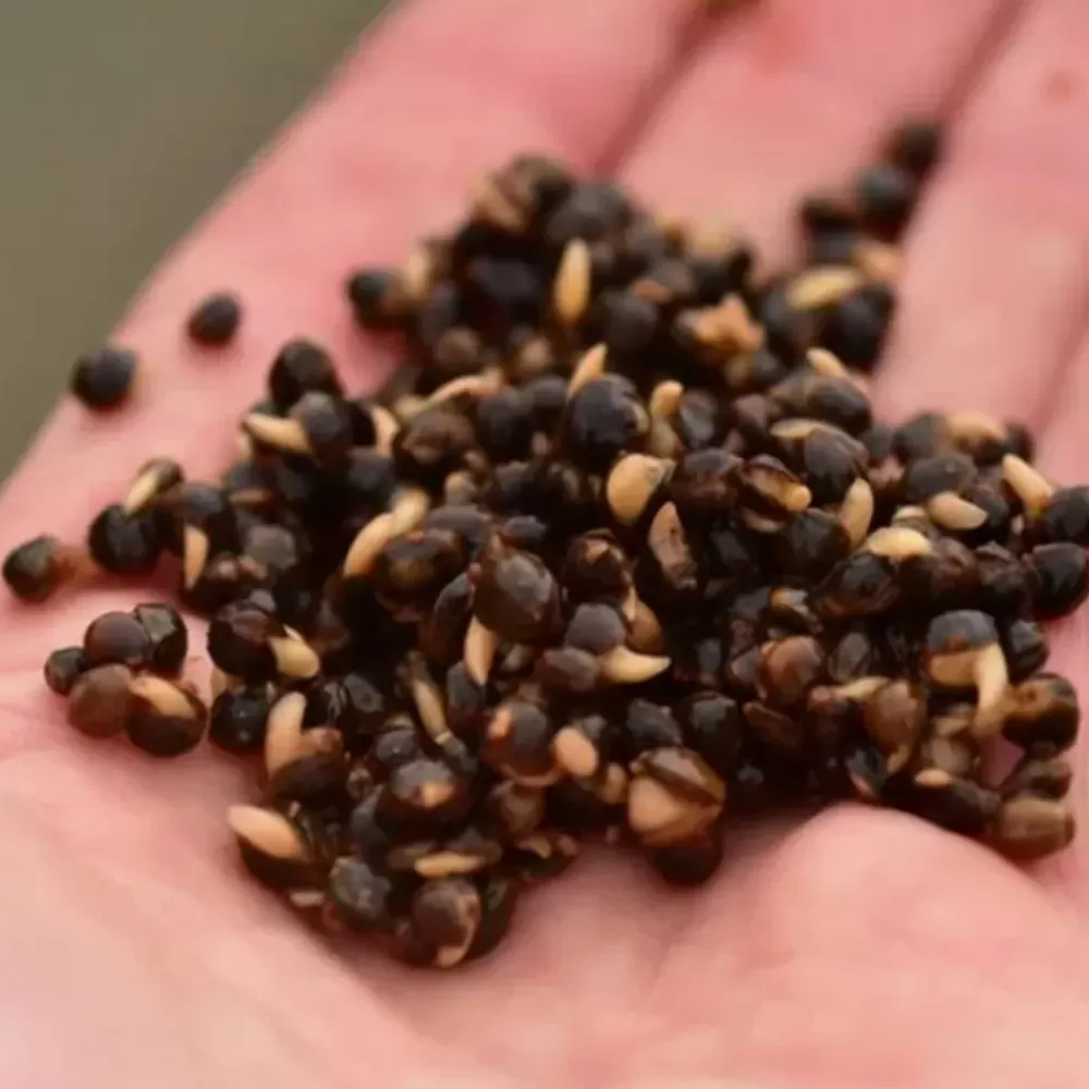 Dynamite Garlic Frenzied Hempseed 700g